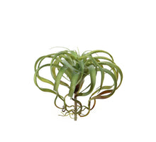 Tillandsia d35cm groen