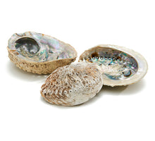 Abalone large naturel zak a 5 stuks