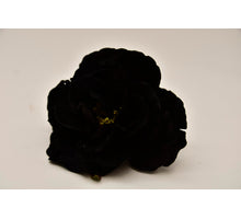 Velvet rose head with clip black