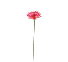 Gerbera d.roze - l64cm