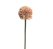 Allium globemaster pink small 44cm
