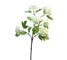 Viburnum Roseum x6 cream 60cm