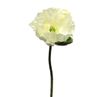 Papaver Nudicaule cream open flower 70cm