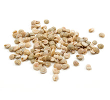 Umbonium 'White' 420g