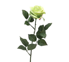 Rosa Dijon green 64cm