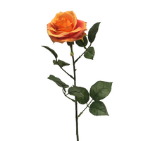 Rosa Dijon orange 64cm