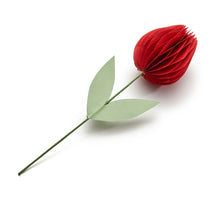 Tulip 'Isabelle' coral red Ø7.5x30cm