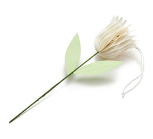 Tulip 'Aurelie' cream Ø7.5x30cm