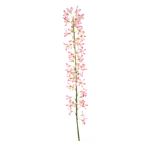 Deutzia spray beauty 100cm