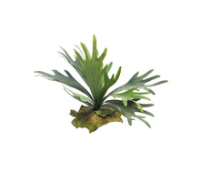 Platycerium tt green 27cm