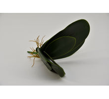 Small Phalaenopsis leaves x7 29cm