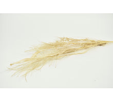 Stem Maiden Silvergrass 10x10x72cm Yellow