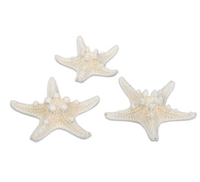 pb. 24 knobby starfish natural 5-7 cm