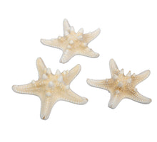 pb. 16 knobby starfish natural 7-10 cm