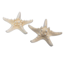 pb. 12 knobby starfish natural 10-15 cm