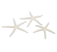 pb. 16 finger starfish natural 7-10 cm