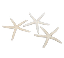 pb. 12 finger starfish natural 10-15 cm