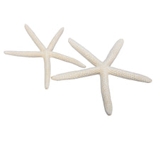 pb. 8 finger starfish natural 15-20 cm