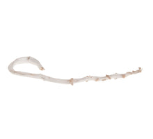 Banana stick 5pc white-wash