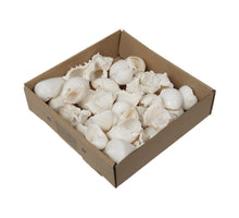 w/b. mixed shells A bleach 500 gr.