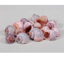 pb. kg nattai shells l.pink 1kg