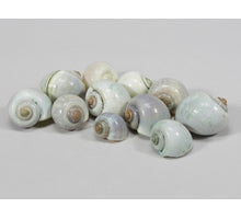 pb. kg nattai shells l.green 1kg