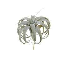 Tillandsia h23cm groen