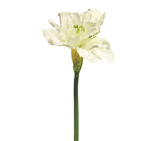 Hippeastrum Aline cream 63cm