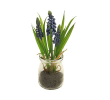 Muscari Desire in glass pot blue 17cm