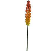 Kniphofia spray orange 87cm