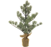 Pinus tree in jute bag green w/iced 72cm