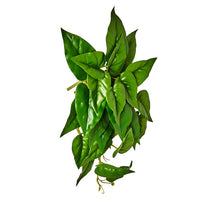 HANGING CALADIUM PLANT H 45 CM