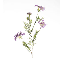 Daucus Carota L96cm Lavender