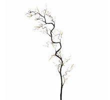 Corylus Contorta L70cm Natural