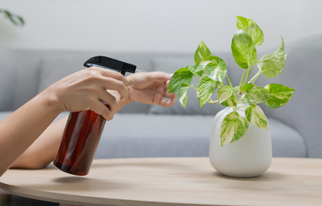 Bloemen- en plantenvoeding 