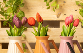 Kunst tulpen