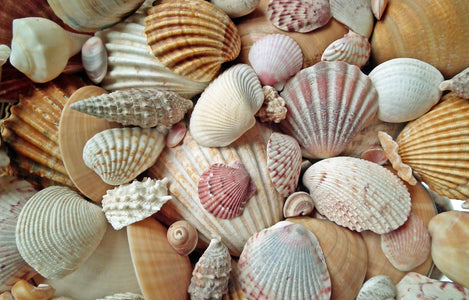 Schelpen