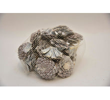 Zapfenrosen Maritima natur whitewashed 20st