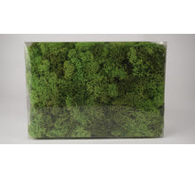 Ijslandsmos geprep 1kg appelgroen