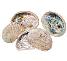 Abalone schelp klein naturel 0,6KG