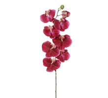 Phalaenopsis l120cm cerise