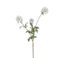 Scabiosa stellata l75cm wit