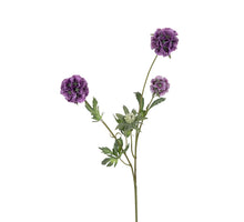 Scabiosa stellata l75cm paars