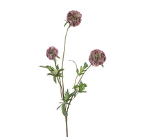 Scabiosa stellata l75cm oud roze