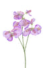Lathyrus l68cm purple