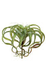 Tillandsia d35cm groen