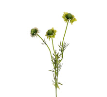 Scabiosa l60cm groen
