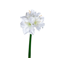 Amaryllis l40cm wit