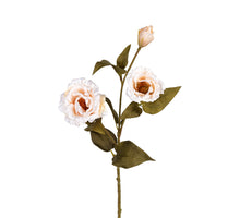Lisiantus l68cm creme