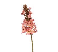 Eremurus l77cm koraal